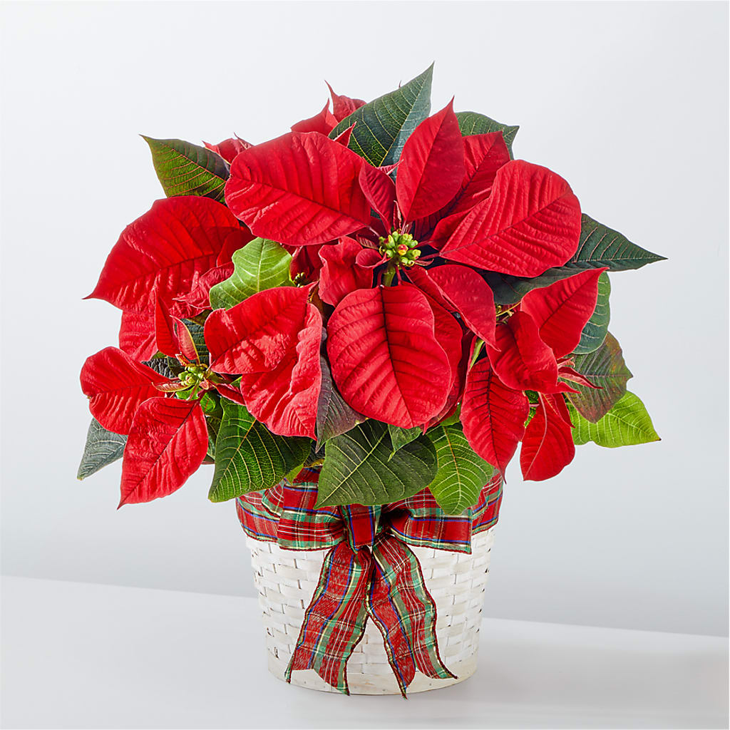 Happiest Holidays Poinsettia – One Million Roses Llc, Caldwell ID