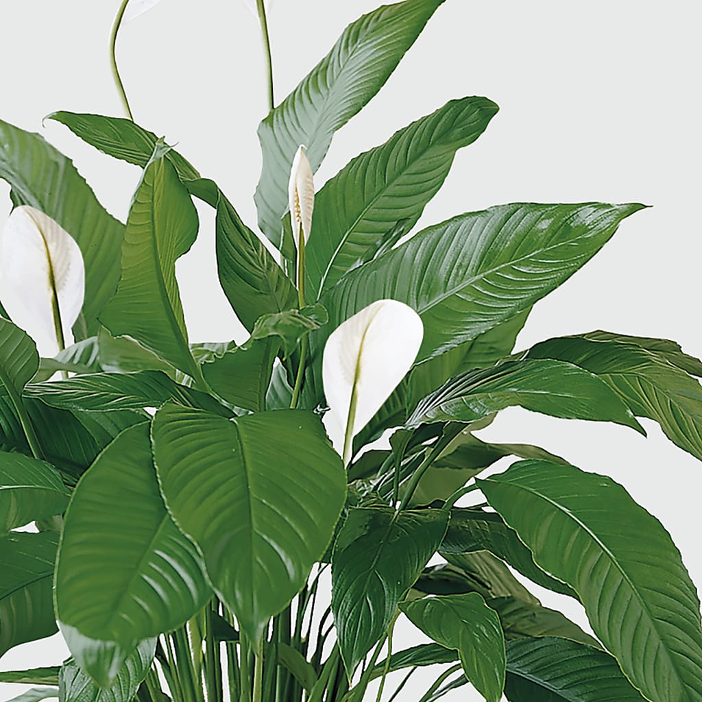 Tranquil Moments Peace Lily Plant – One Million Roses Llc, Caldwell ID
