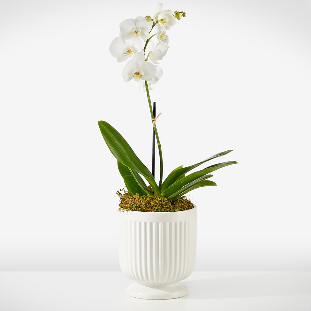 Whispering White Orchid – One Million Roses Llc, Caldwell ID
