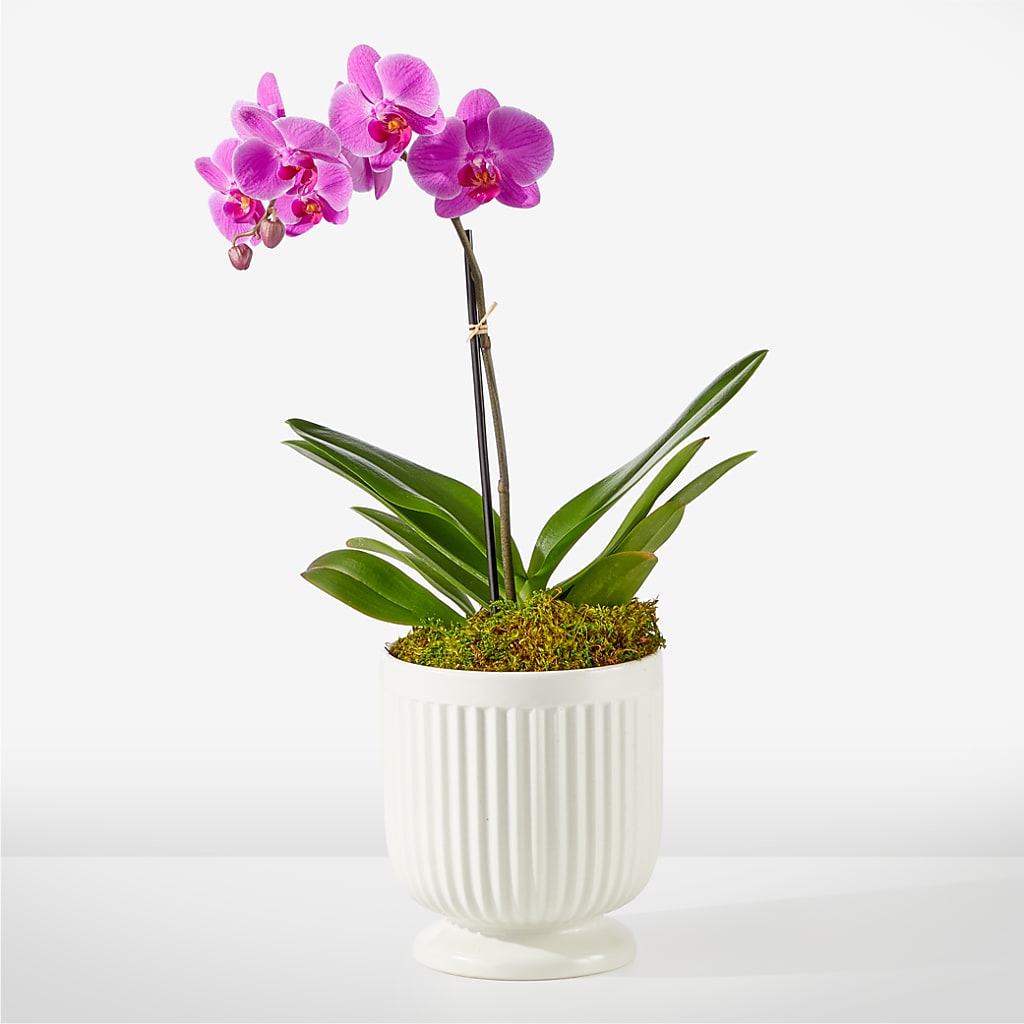 Friendly Fuchsia Orchid – One Million Roses Llc, Caldwell ID