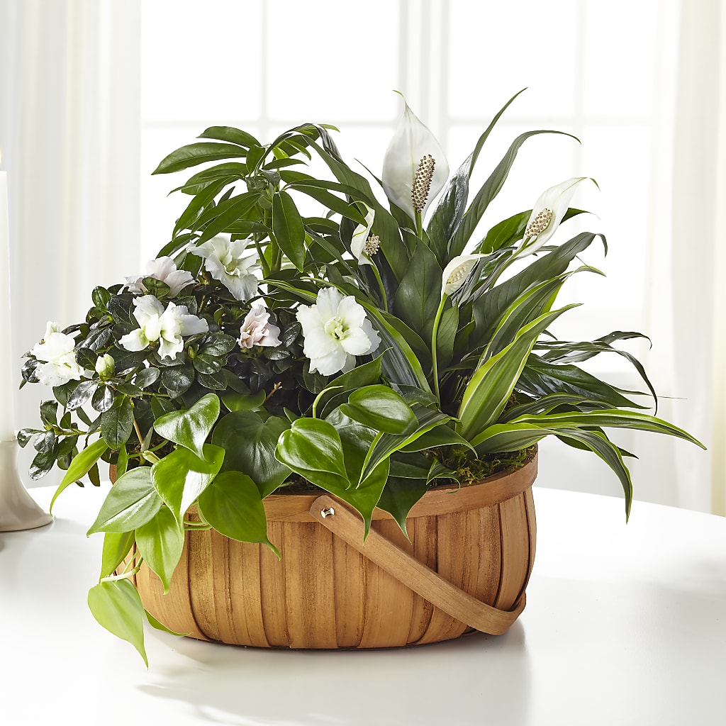 Serene Dishgarden – One Million Roses Llc, Caldwell ID