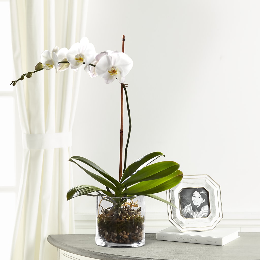 White Orchid Planter – One Million Roses Llc, Caldwell ID