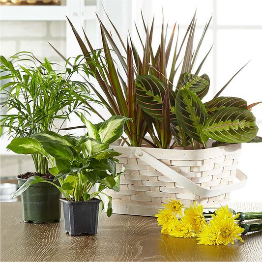 Florist Designed Blooming and Green Plants in a Basket –  One Million Roses Llc, Caldwell ID