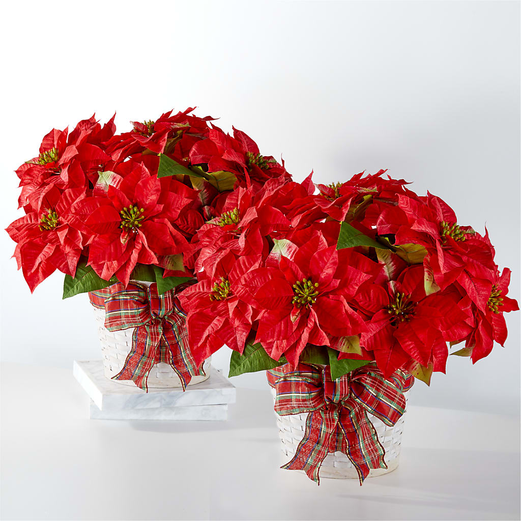 Happiest Holidays Poinsettia Bundle –  One Million Roses Llc, Caldwell ID