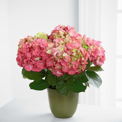 Pink Hydrangea Planter –  One Million Roses Llc, Caldwell ID