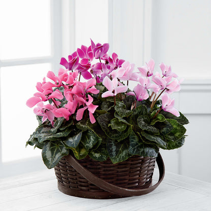 Mixed Cyclamen Planter –  One Million Roses Llc, Caldwell ID
