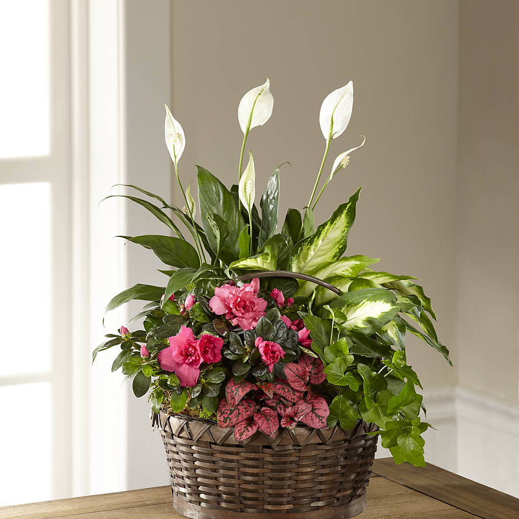 Dream in Pink Dishgarden –  One Million Roses Llc, Caldwell ID
