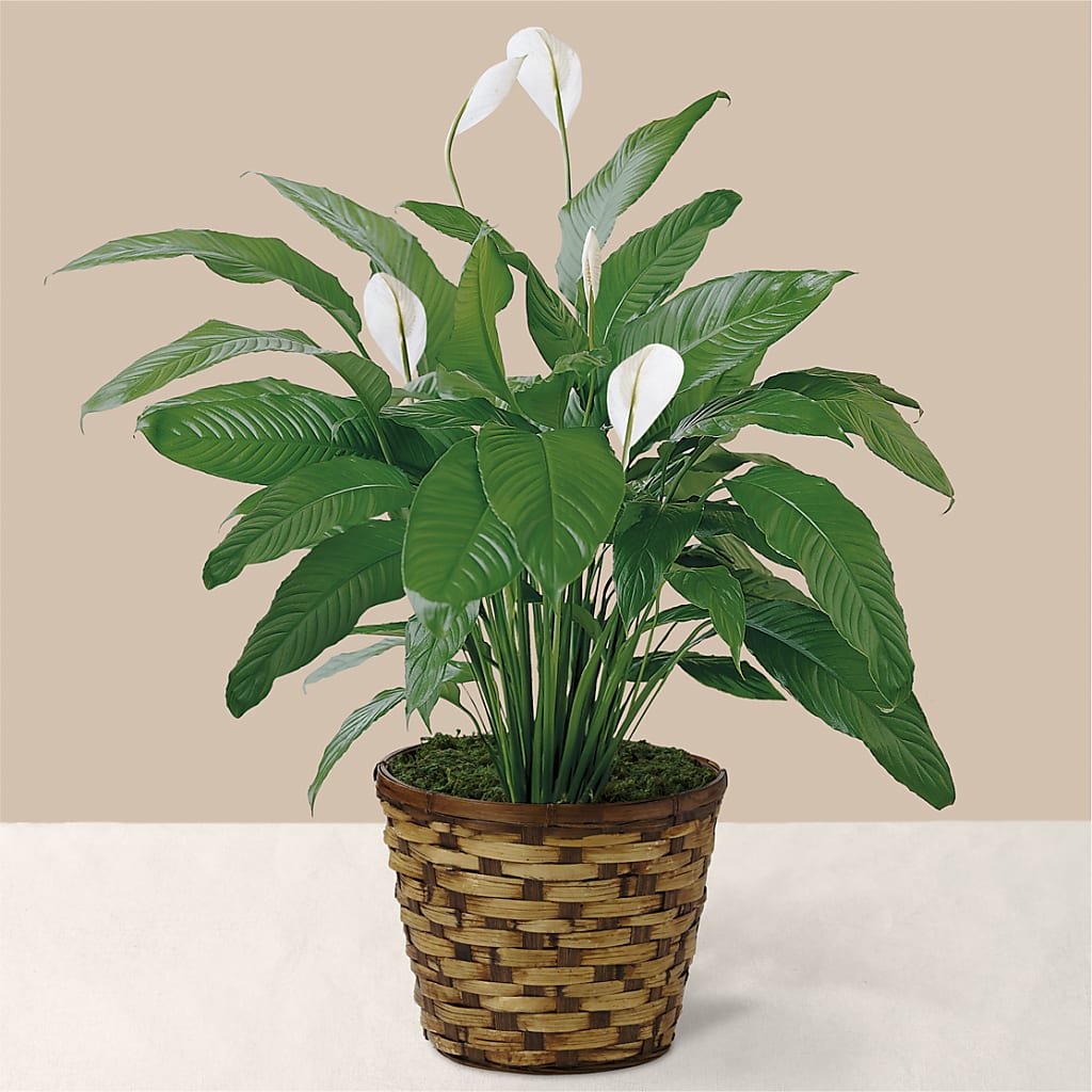 Tranquil Moments Peace Lily Plant –  One Million Roses Llc, Caldwell ID