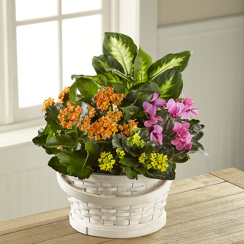 Color Crush Dishgarden –  One Million Roses Llc, Caldwell ID