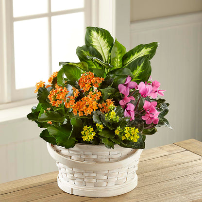 Color Crush Dishgarden –  One Million Roses Llc, Caldwell ID
