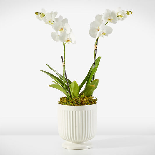 Whispering White Orchid –  One Million Roses Llc, Caldwell ID