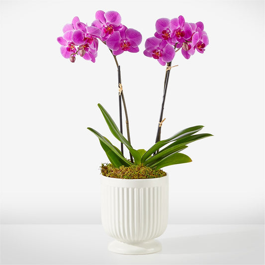 Friendly Fuchsia Orchid –  One Million Roses Llc, Caldwell ID