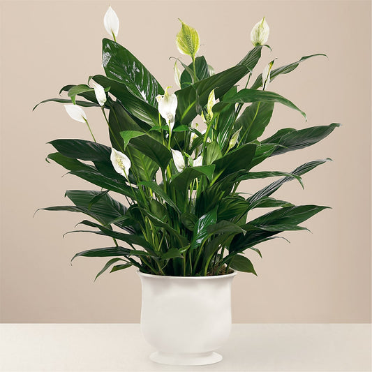 Comfort Planter –  One Million Roses Llc, Caldwell ID