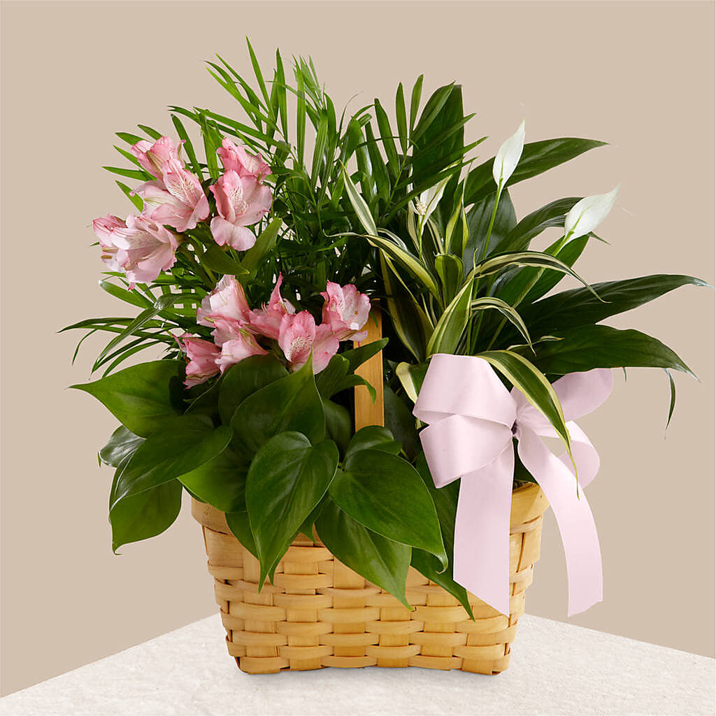 Living Spirit Dishgarden –  One Million Roses Llc, Caldwell ID