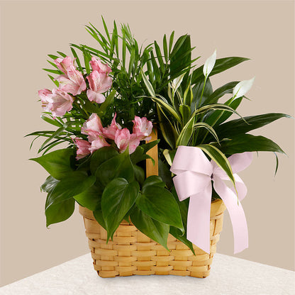 Living Spirit Dishgarden –  One Million Roses Llc, Caldwell ID