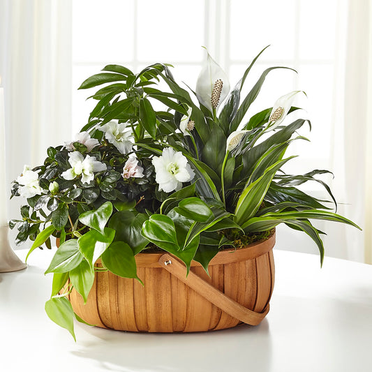 Serene Dishgarden –  One Million Roses Llc, Caldwell ID