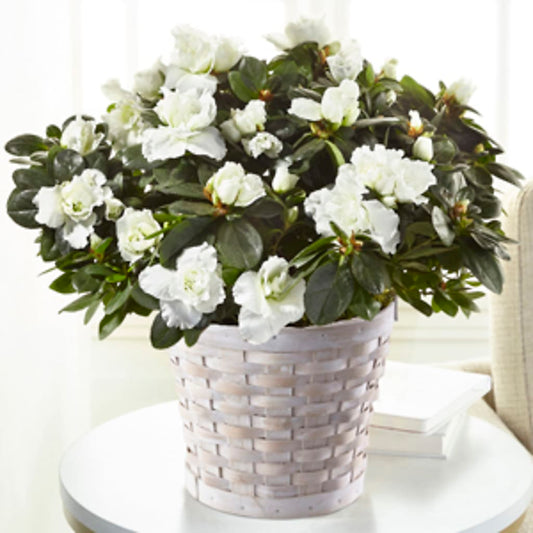 White Azalea Plant –  One Million Roses Llc, Caldwell ID