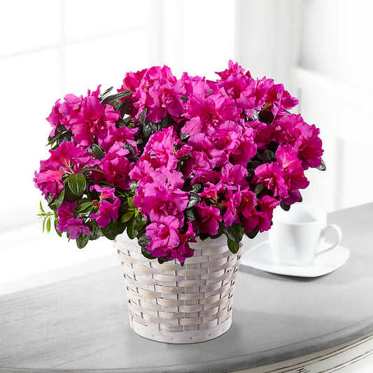Hope & Serenity Azalea Plant –  One Million Roses Llc, Caldwell ID