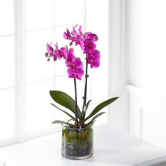 Pink Orchid Plant –  One Million Roses Llc, Caldwell ID