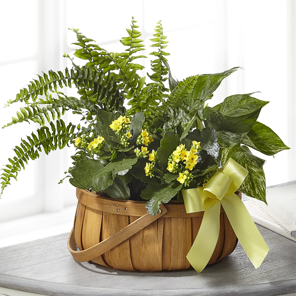 Always Dear Dishgarden –  One Million Roses Llc, Caldwell ID
