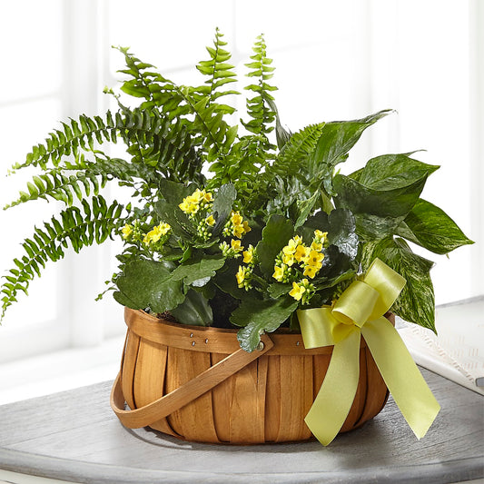 Always Dear Dishgarden –  One Million Roses Llc, Caldwell ID
