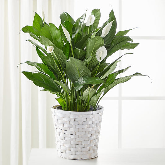 A New Leaf Peace Lily –  One Million Roses Llc, Caldwell ID