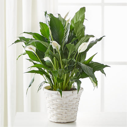 A New Leaf Peace Lily –  One Million Roses Llc, Caldwell ID