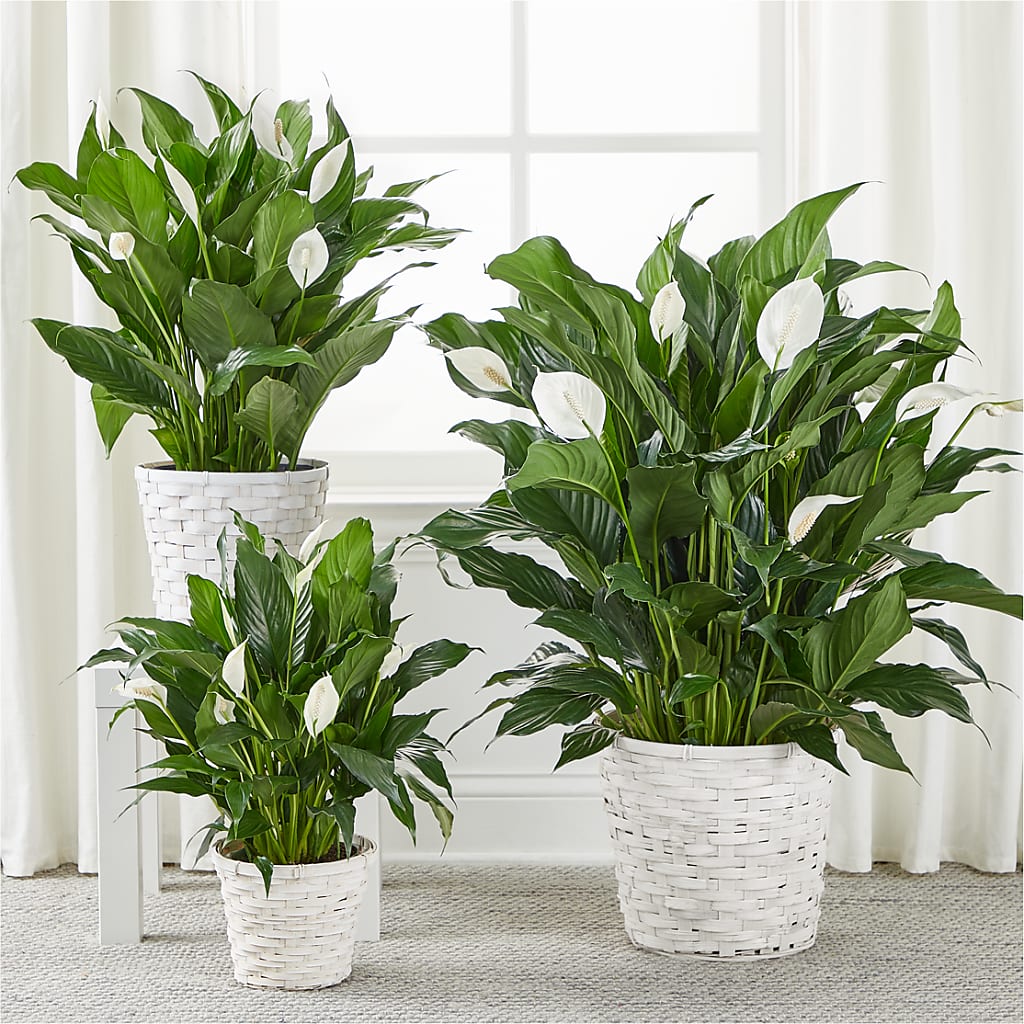 A New Leaf Peace Lily –  One Million Roses Llc, Caldwell ID