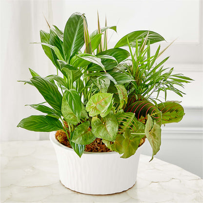Balance & Harmony Dishgarden –  One Million Roses Llc, Caldwell ID