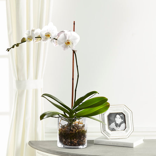 White Orchid Planter –  One Million Roses Llc, Caldwell ID