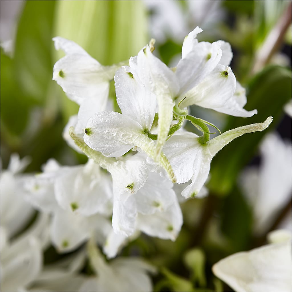 Classic Ivory – A Florist Original –  One Million Roses Llc, Caldwell ID