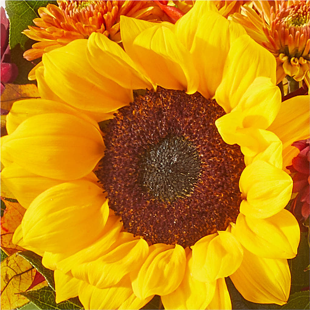 Sunny Side Bouquet –  One Million Roses Llc, Caldwell ID